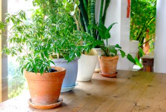4 DIY Ideas for Watering Plants While Away